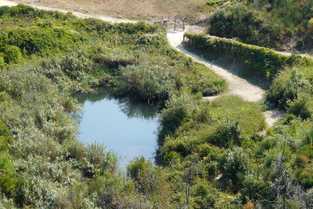 Panoramic aerial view of Lake Mavrobara surrounded by pine forest in Kassandra, near Ktima Verde Halkidiki