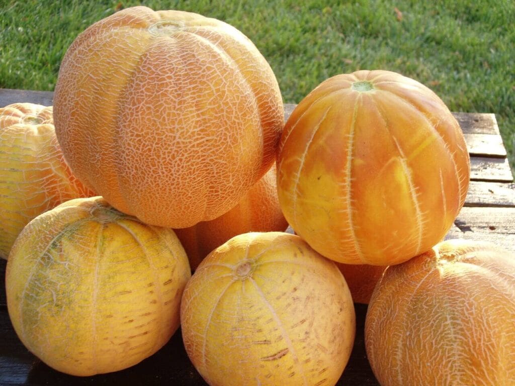 Fresh melons growing in the organic garden of Ktima Verde in Paliouri