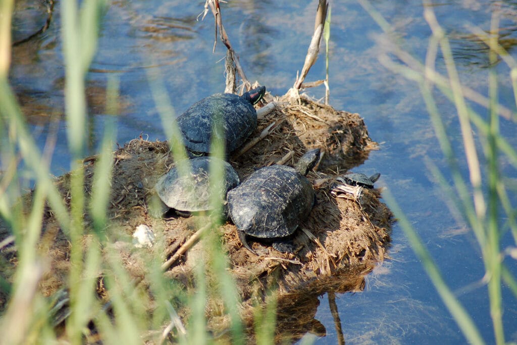 European pond turtles sunbathing at Lake Mavrobara, a top hiking destination in Kassandra near Ktima Verde