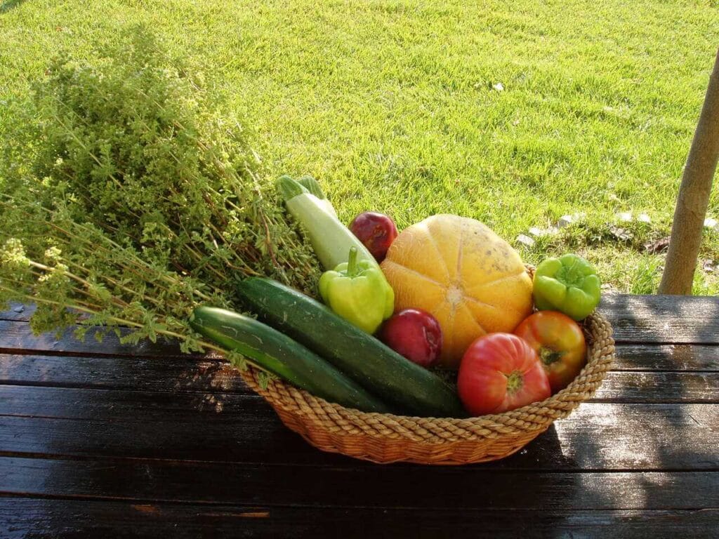 Lush organic garden with olive trees at Ktima Verde| Holidays in Paliouri, Halkidiki.