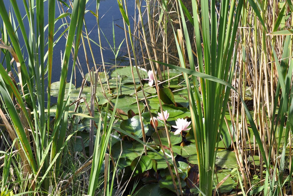 Blooming water lilies and reeds at Lake Mavrobara near Ktima Verde apartments in Kassandra Halkidiki