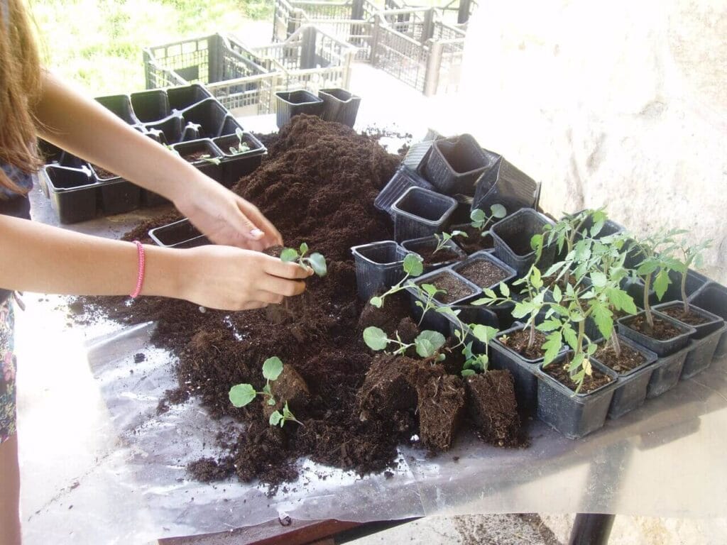 Replanting young plants in the organic garden of Ktima Verde, Paliouri