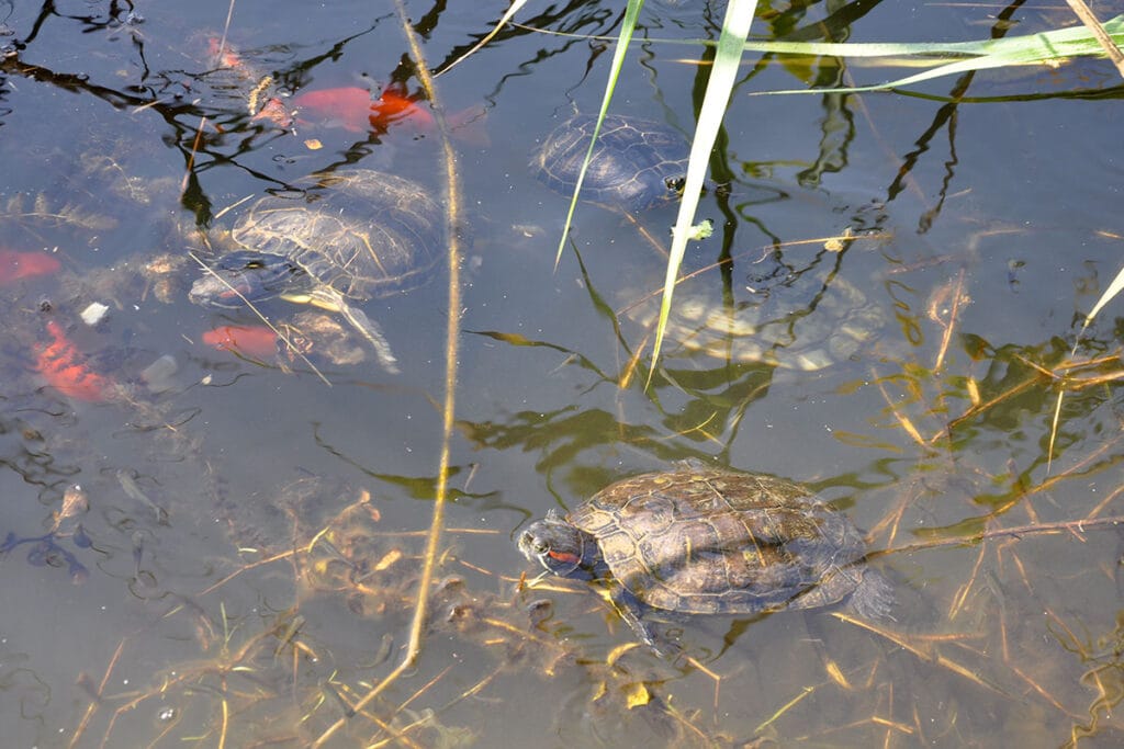 Rare turtles Emys orbicularis in their natural habitat at Lake Mavrobara sanctuary, near Ktima Verde Kassandra