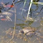 Rare turtles and fish in Lake Mavrobara, a natural monument in Kassandra Halkidiki near Ktima Verde