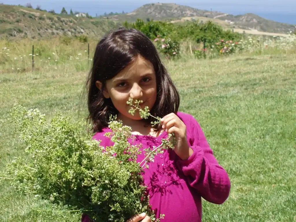 Young girl smelling and-picked aromatic herbs in the lush garden of Ktima Verde, Paliouri Halkidiki.