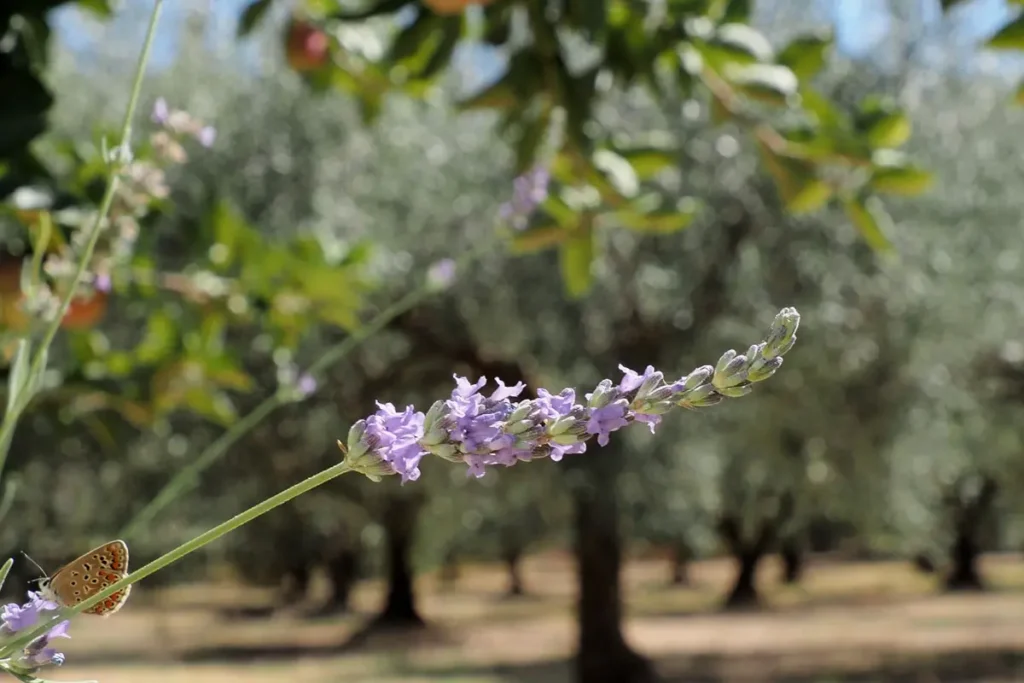 ktima-verde-levanda
