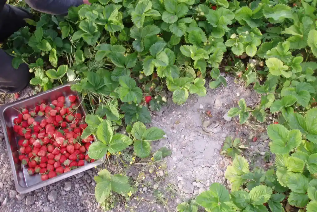 Fresh organic strawberries growing in the garden of Ktima Verde Halkidiki