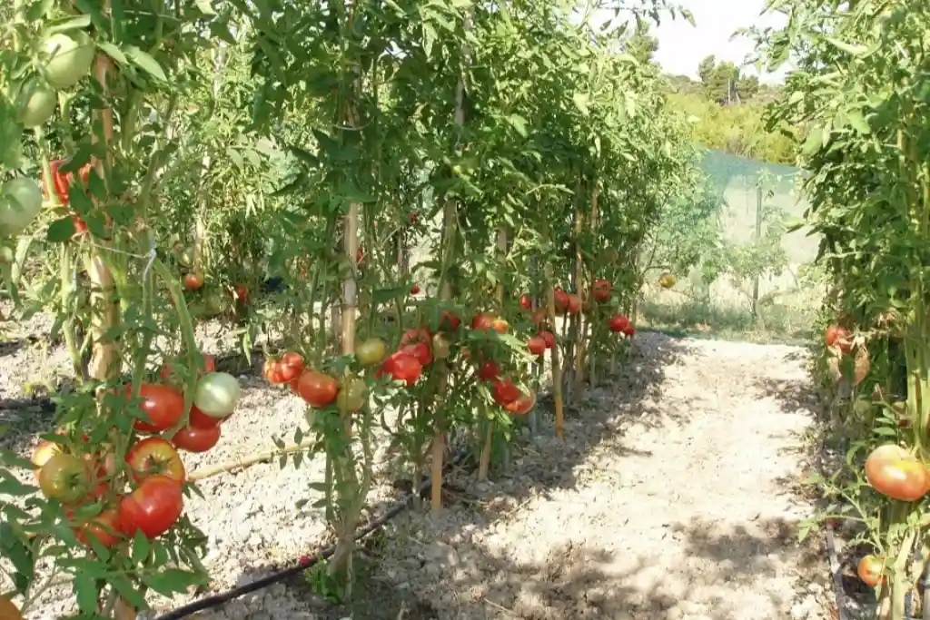 Sun-ripened organic tomatoes ready for harvest at Ktima Verde