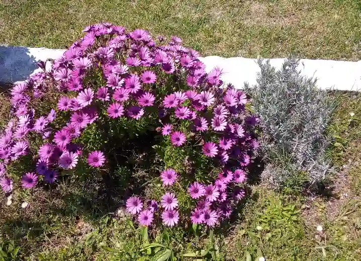 The scent of lavender and the colors of chrysanthemums