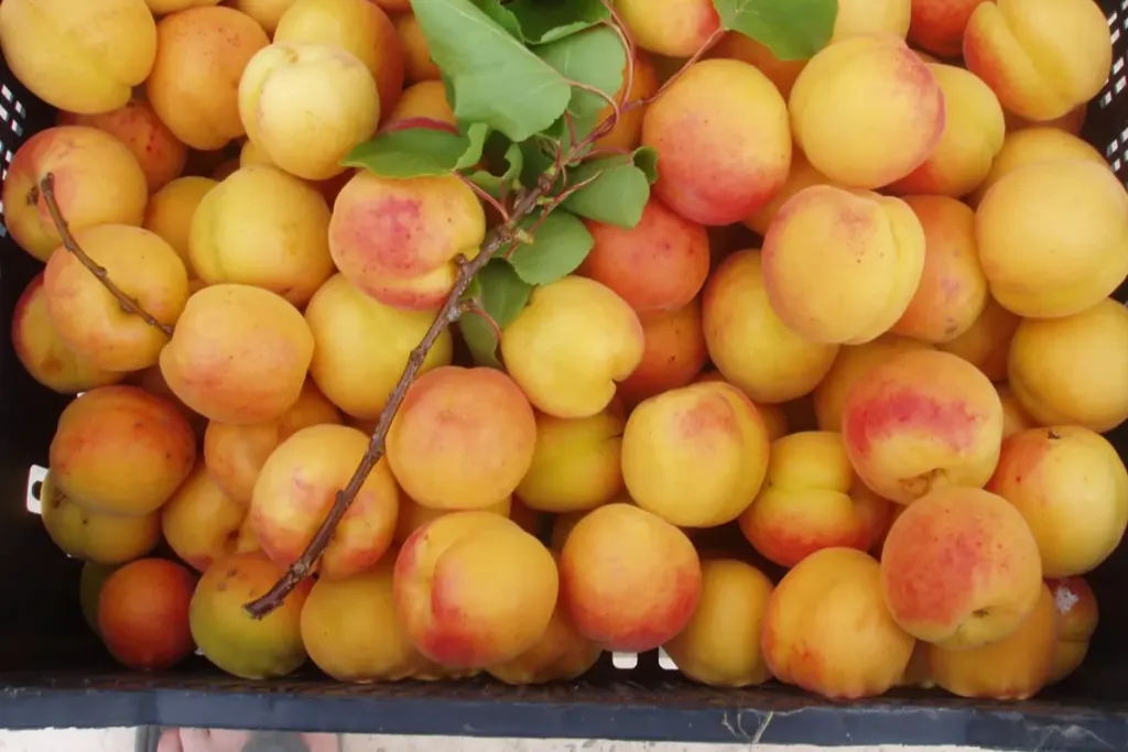 Fresh apricots on the tree in the sunny garden of Ktima Verde