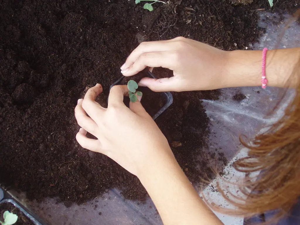 Transplanting young organic seedlings Ktima Verde garden