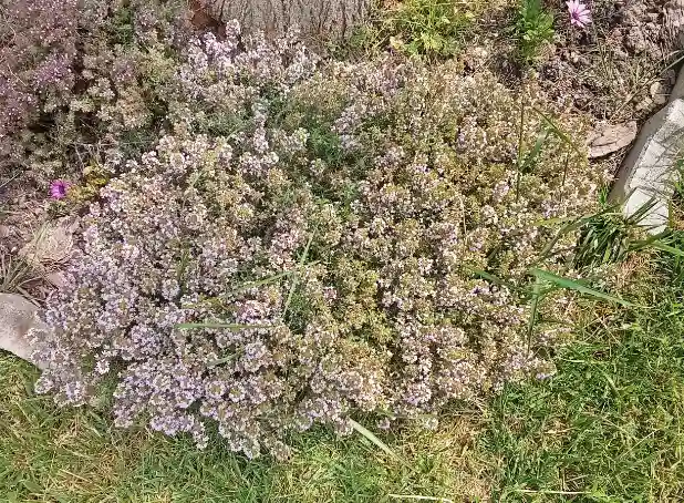 wild-thyme-halkidiki-ktima-verde